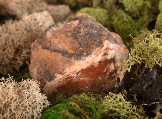 petified wood in studio