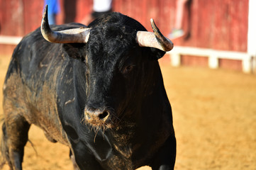 cabeza de toro español
