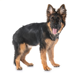 puppy german shepherd