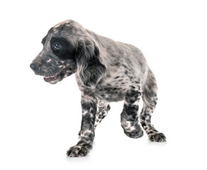 Obraz premium puppy english setter