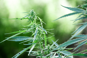 Hemp bush on a background with bokeh