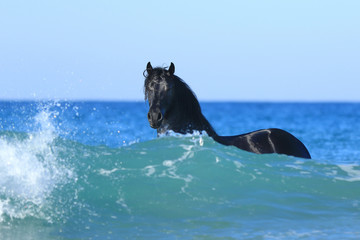 Friesenpferd beim Baden