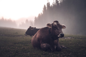 cattle in the mountain landscape