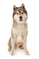 siberian husky in studio