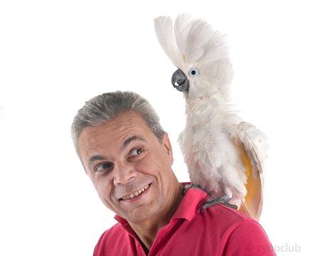 White cockatoo and man
