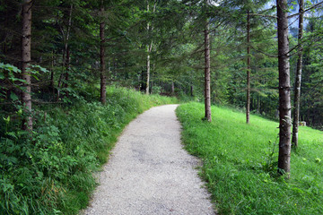 Fototapeta premium path in forest