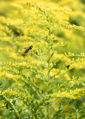 Die Echten Wespen auf Kanadische Goldrute