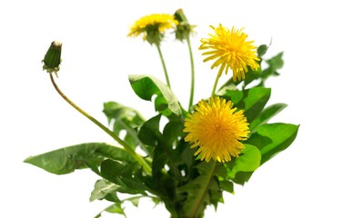 Obraz premium Dandelion flower