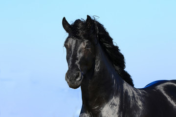 Portrait von einem Friesen vor Himmel © Petra Eckerl