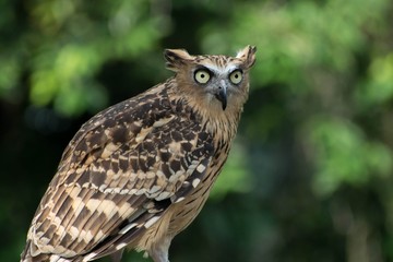 The great horned owl