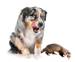 australian shepherd and ferret