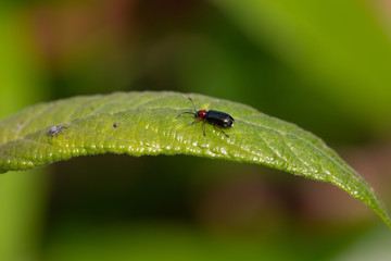 soldier beetle out for a walk
