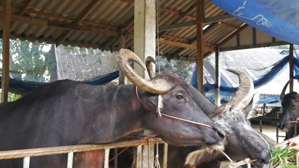 Video 4k of water buffalo resting at farm