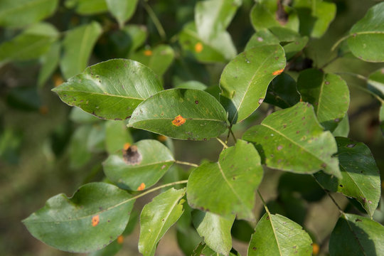 Pear leaves infestated by pear rust