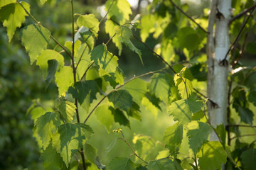Birch tree branch with fresh leaves in spring