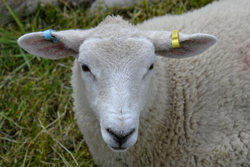 Naklejka premium sheep in field close up