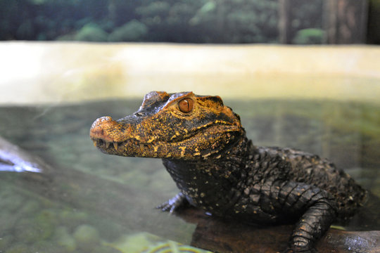 Baby crocodile in water