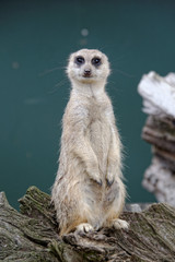 meerkat on guard