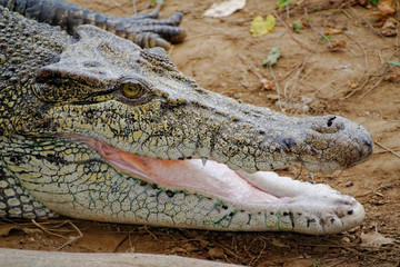 crocodile with mouth open