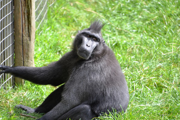 Black Monkey on guard