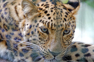 portrait of a leopard 