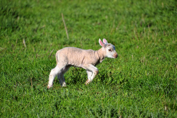 Obraz premium Very small lamb