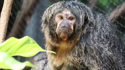 portrait of an monkey