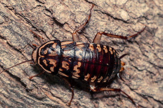 cucaracha