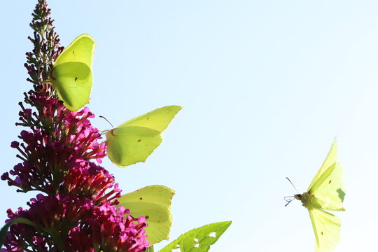 Butterflies On Butterfly Bush