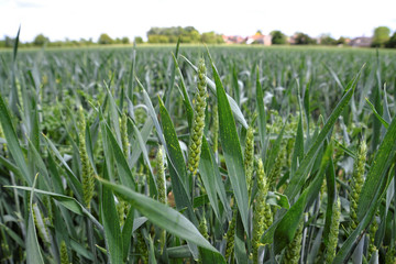 green corn field of wheat