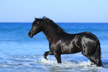 Friese im Meer