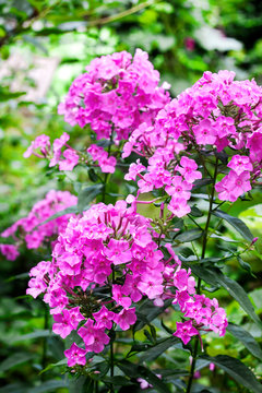Purple garden Phlox closeup on green garden background