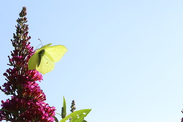 Butterflies on butterfly bush