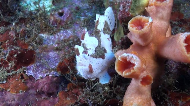  Juvenile White and Red Warty Frogfish (Antennarius maculatus) - Philippines