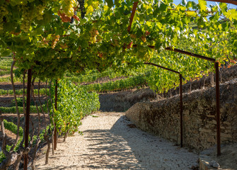 Bunches of green grapes on terrace for port wine production line the hillsides of the Douro valley in Portugal