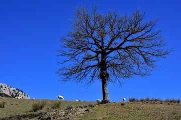 majestic sheep guard tree