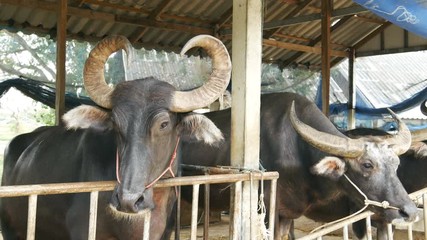 Video 4k of water buffalo resting at farm