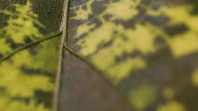 chlorotic or sectoral variegated leaf hibiscus. Extremely close-up of the white-green leaf of the plant. Real time, natural light, edged, margin sheet