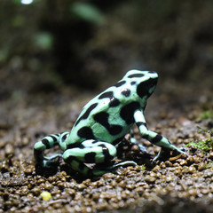 frog on rock