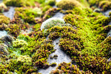 Closeup of old slate roof covered with green moss after the rain
