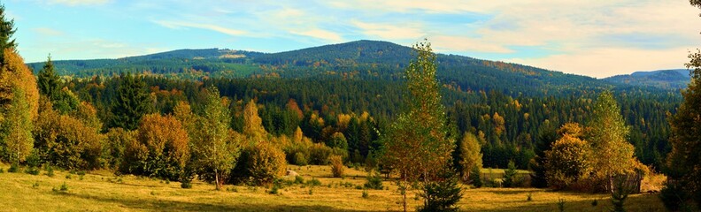 Fototapeta premium landscape with yellowed trees