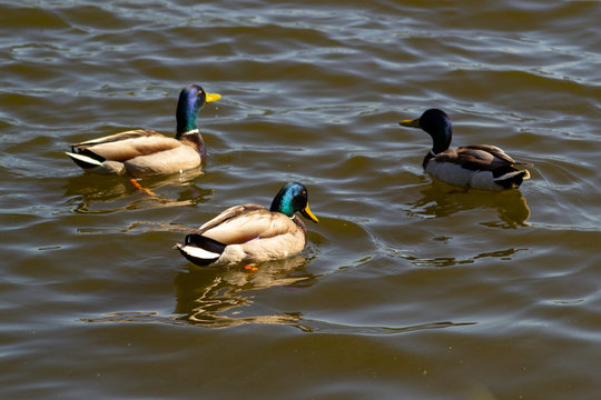 Three male ducks (drake) with a blue-green neck swim in the lake.