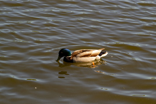A male duck (drake) with a blue-green neck swims in the lake.