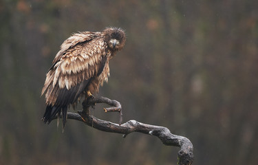 White tailed eagle (Haliaeetus albicilla)