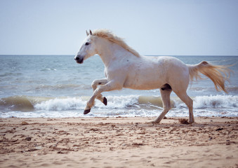 Schimmel galoppert am Strand