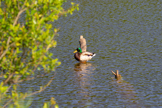 A male duck (drake) with a blue-green neck stands on a half-flooded tree.