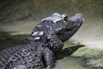 crocodile in water