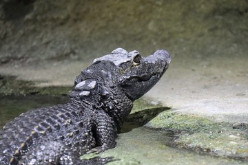crocodile in water
