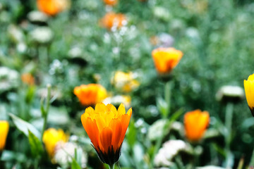 bright orange marigold flowers on a background of green leaves in the garden