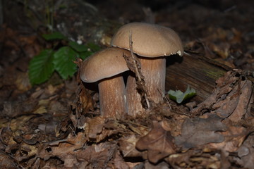 mushroom in the forest